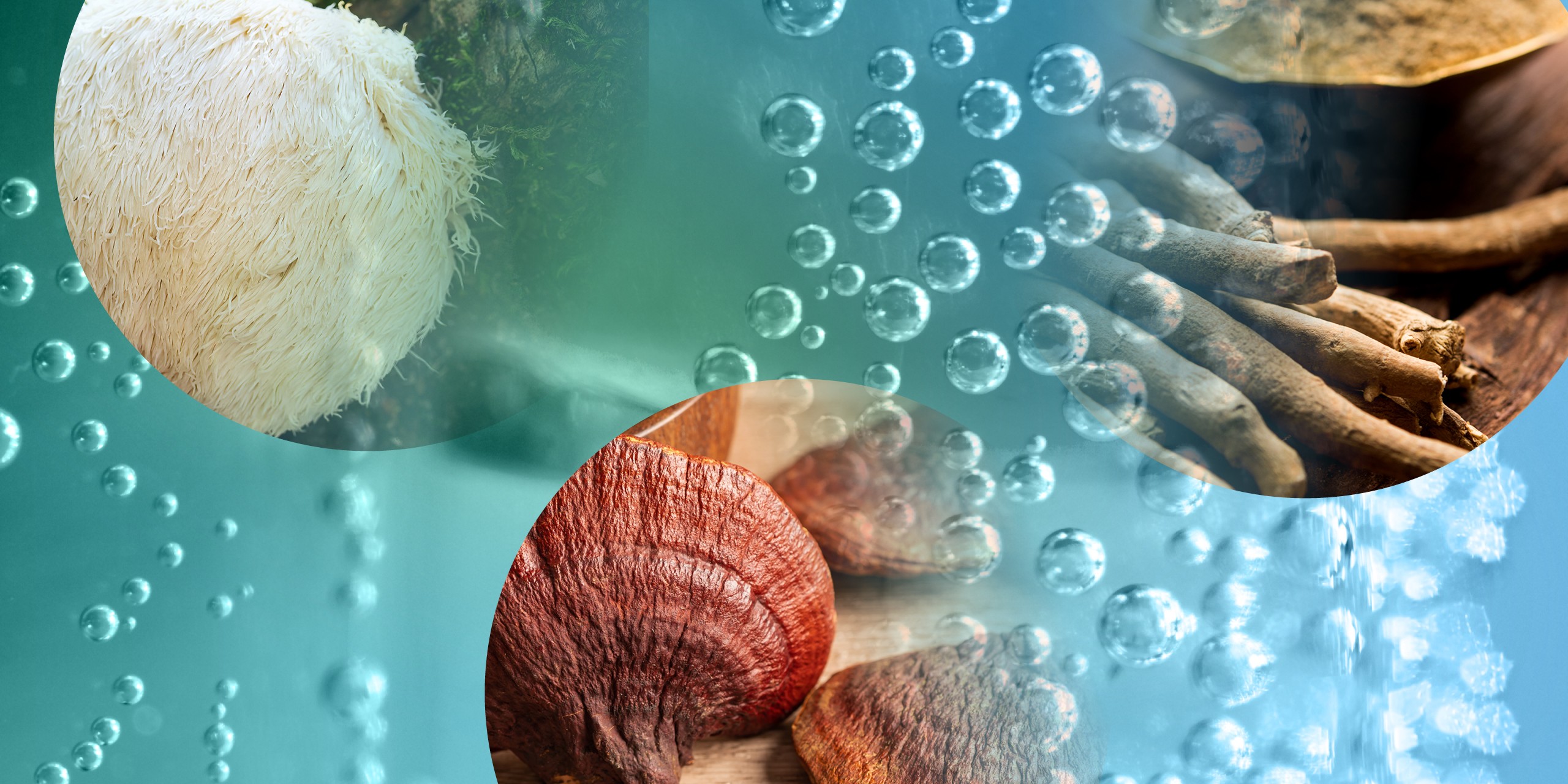 Ingredients found in adaptogenic drinks (ashwagandha, lion's main, reishi)
